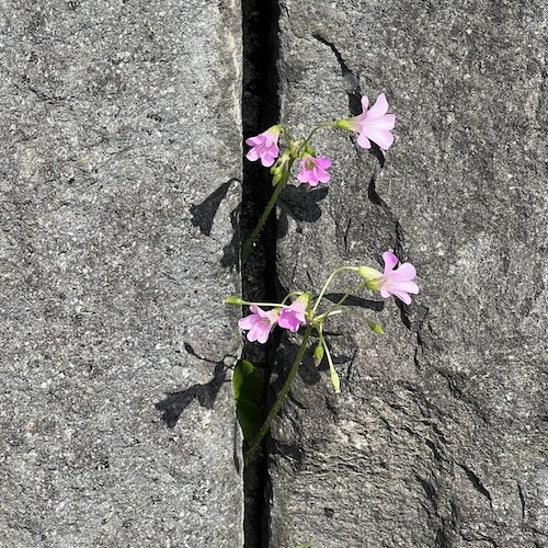 pic