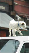 pic 16KB