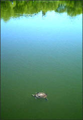 pic 28KB