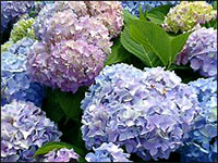 hydrangea pic