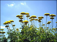 flower pic