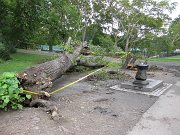  One of our favorite water fountains lost its source of a shade...