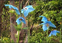 blue poppy pic