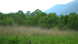 hakone pic